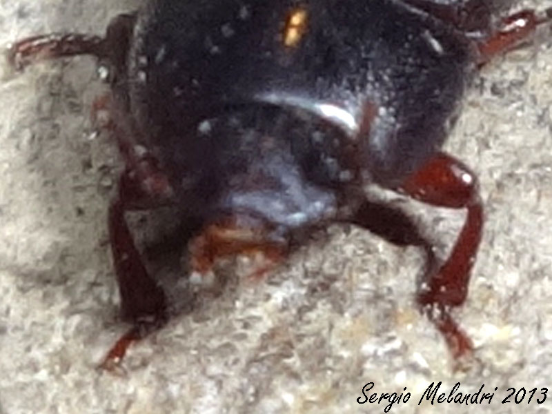 Identificazione - Alphitobius diaperinus (Tenebrionidae)